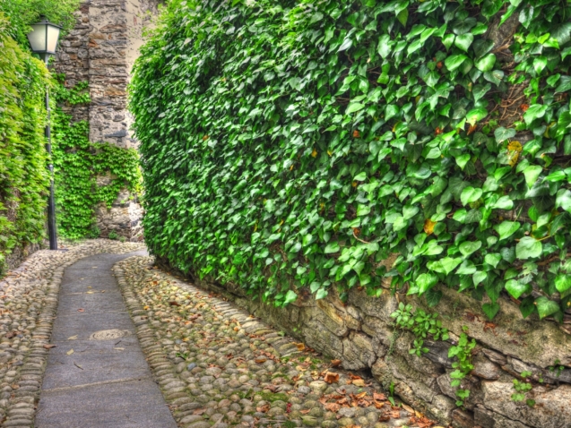 A beautiful gravel road surrounded by greenery