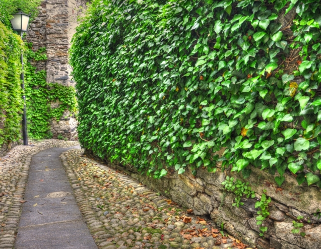 A beautiful gravel road surrounded by greenery