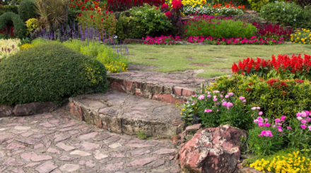 colorful flower in the garden