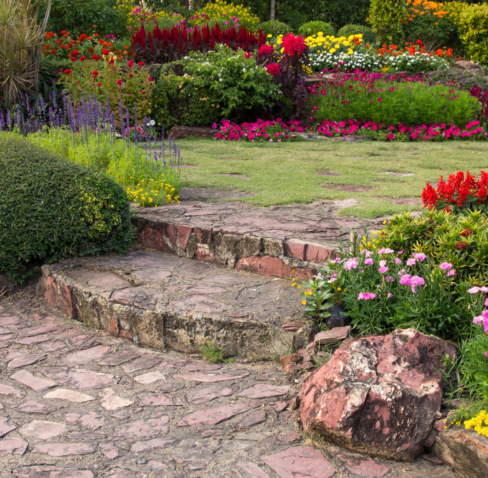 colorful flower in the garden